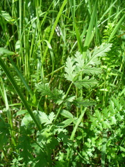 Pastinaca pimpinellifolia