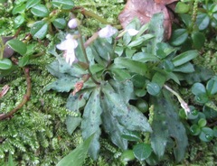 Stenoglottis fimbriata