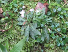 Stenoglottis fimbriata