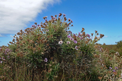 Macrolearia semidentata