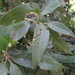 Lithocarpus shinsuiensis - Photo (c) 呂一起(Lu i-chi), some rights reserved (CC BY), uploaded by 呂一起(Lu i-chi)