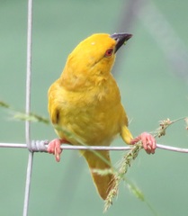 Ploceus subaureus subaureus