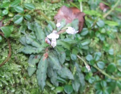 Stenoglottis fimbriata