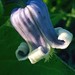 Fremont’s Leather Flower - Photo (c) ksgardener1, some rights reserved (CC BY-NC), uploaded by ksgardener1