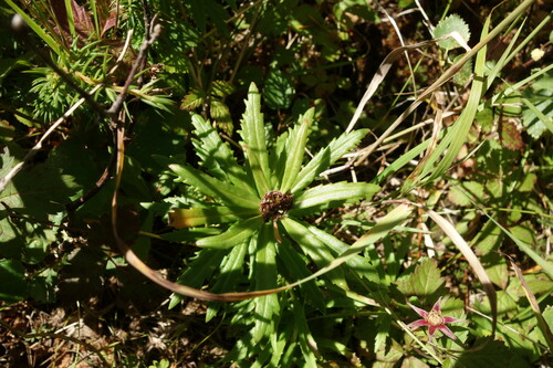 Image of Rhodiola stephani by (c) Aleksei Baushev, some rights reserved (CC BY)
