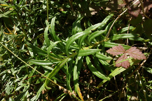 Image of Rhodiola stephani by (c) Aleksei Baushev, some rights reserved (CC BY)