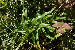 Rhodiola stephani, photograph Aleksei Baushev, CC BY, iNaturalist via GBIF