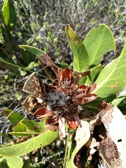 Protea foliosa