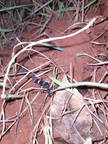 Rishi Valley Geckoella, Cyrtodactylus rishivalleyensis