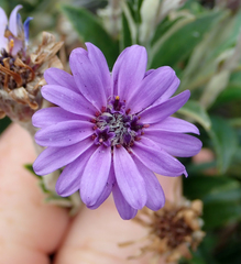 Macrolearia semidentata