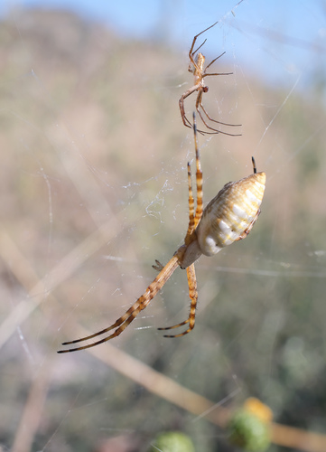 Banded Garden Spider, photo 7 of 9