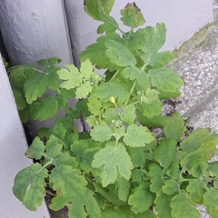Chelidonium majus