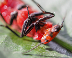 Synhoria maxillosa