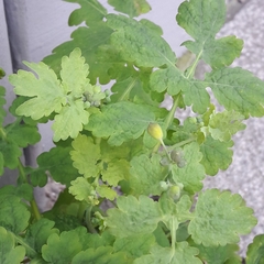 Chelidonium majus