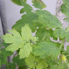 Chelidonium majus