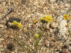 Eriogonum pusillum