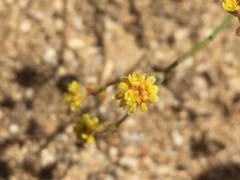 Eriogonum pusillum