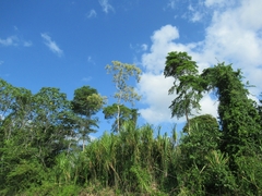 Triplaris americana