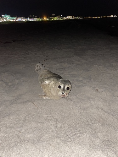 Atlantic Harbor Seal photographed in New Hampshire