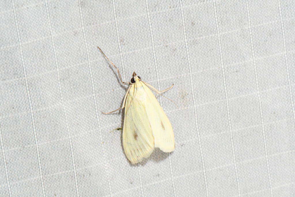 Carrot Seed Moth From Argenteuil Qu Bec Canada On July 14 2023 At 11   Large 