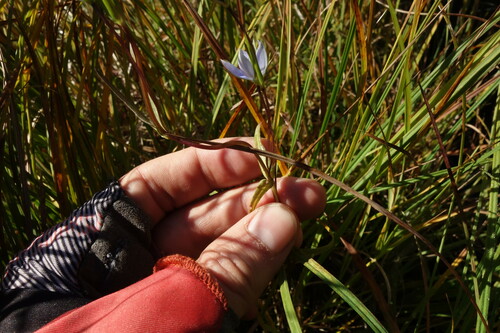 Image of Lomatogonium rotatum by (c) Aleksei Baushev, some rights reserved (CC BY)