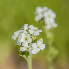 Manulea buchneroides