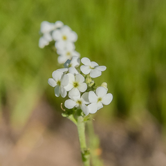 Manulea buchneroides