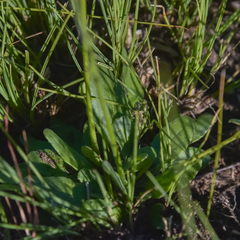 Manulea buchneroides