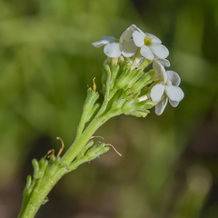 Manulea buchneroides