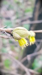 Dirca decipiens