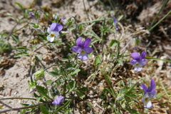 Viola tricolor curtisii