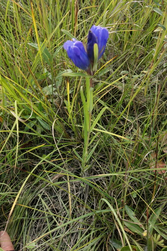 Image of Gentiana triflora by (c) Aleksei Baushev, some rights reserved (CC BY)