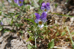 Viola tricolor curtisii