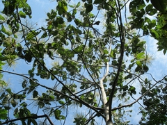 Triplaris americana