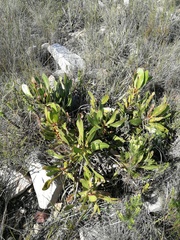Protea foliosa
