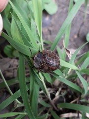 Botanochara bonariensis