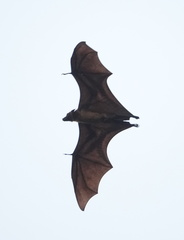 Pteropus giganteus