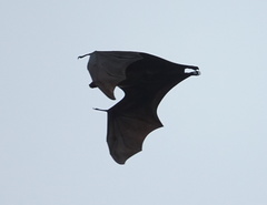 Pteropus giganteus