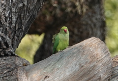 Psittacula krameri