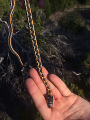 Thamnophis cyrtopsis ocellatus