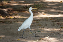 Bubulcus ibis