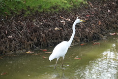 Ardea alba