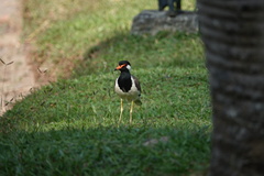 Vanellus indicus