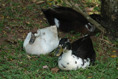 Anas platyrhynchos domesticus