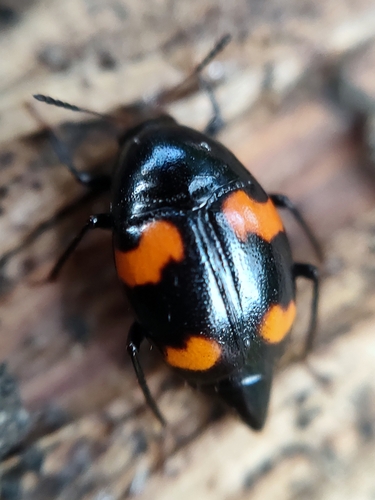Orange-spotted Scaphidium, photo 9 of 10