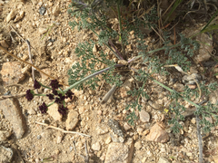 Lomatium mohavense