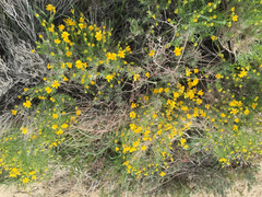 Ericameria linearifolia