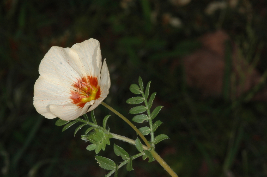 Kallstroemia hintonii