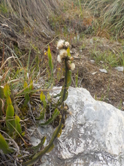 Baccharis genistelloides