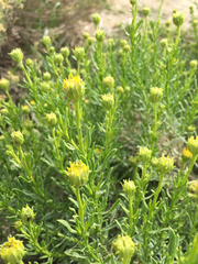 Ericameria linearifolia